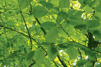 A2_Foilage Background