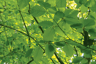 A4_Foilage_Background