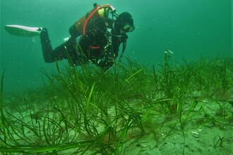 Dr Lara Howe and seagrass