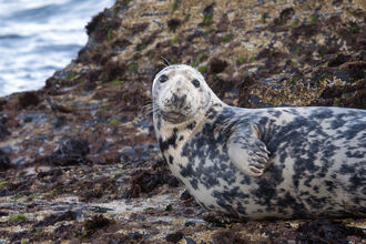 Grey seal (c) Lara Howe