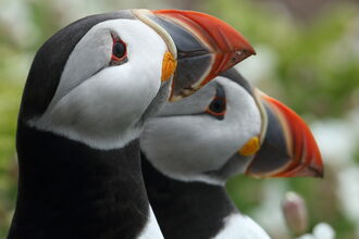 Pair of Puffins