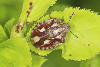 A tortoise shieldbug standing on a leaf. It's a rounded, reddish-brown bug
