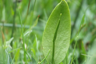 Adders Tongue Fern 