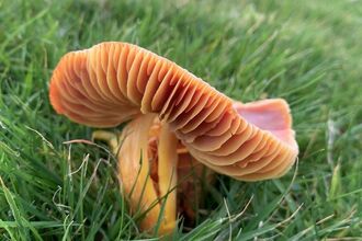 Crimson Waxcap Hygrocybe punicea (Globally Vulnerable) on 27.10.2024 at MWT Creggans Nature Reserve