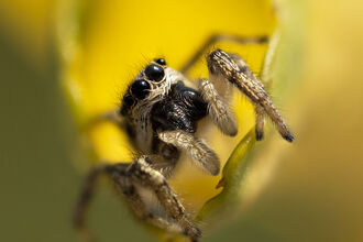 Jumping Spider