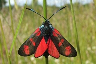 Six Spot Burnet Moth