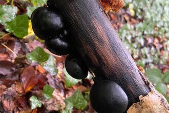 King Alfred's cakes fungus