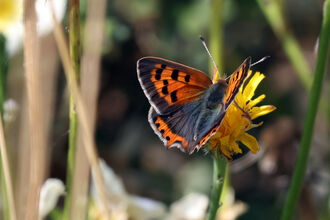 Small Copper Butterfly