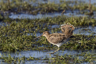 Snipe in wet field