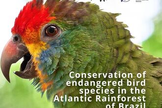 bird conservation in the atlantic rainforest, brazil