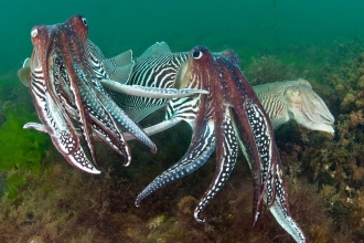 Cuttlefish