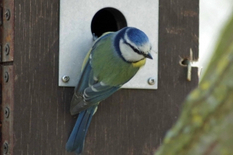 Blue Tit Nesting