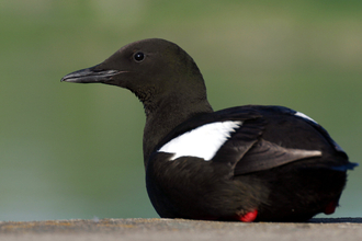 Black guillemot