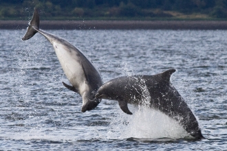 Bottlenose dolphin