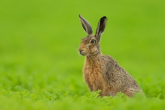 Brown hare