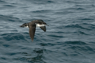 Manx shearwater