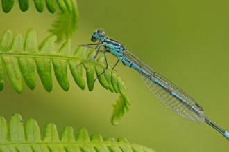 Common blue damselfly