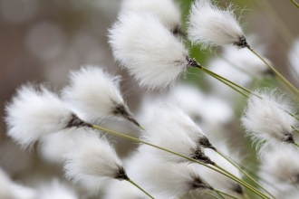 Cotton grass