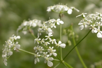 Cow parsley