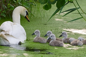 Swan with signets