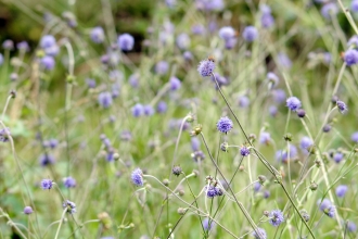 Devil's bit scabious