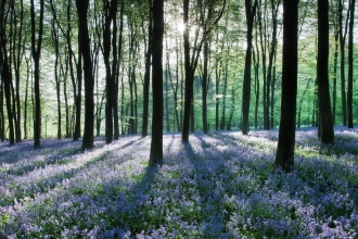woodland