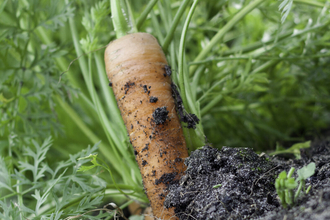 Carrot being picked from vegetable patch