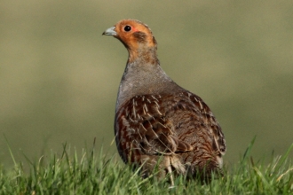 Grey partridge