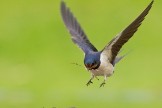 Barn swallow