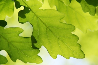 Oak leaves