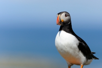 Puffin