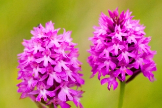 Pyramidal orchid