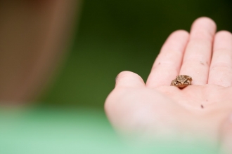 frog in hand