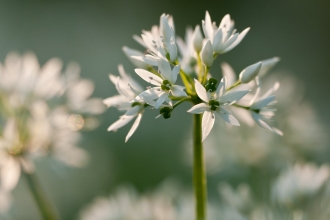 wild garlic