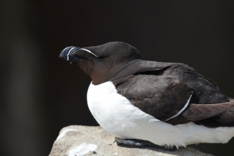 razorbill