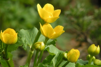 Marsh marigold