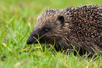 hedgehog