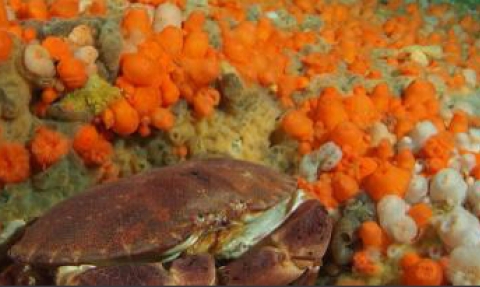 Crab and anemones