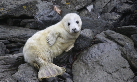 Grey seal pup