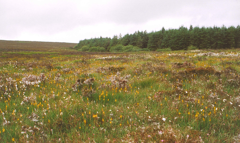 Dalby Mountain bog