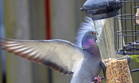 Wood pigeon on feeder