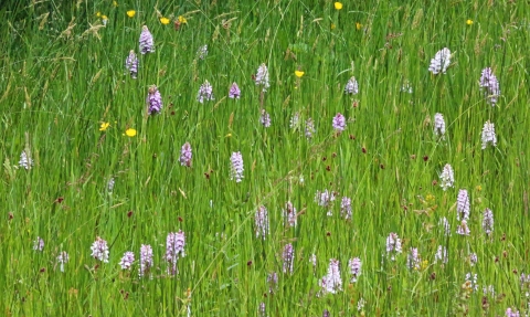 Orchids at Close Sartfield