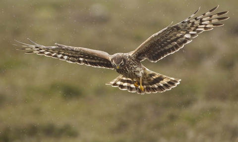 Female hen harrier