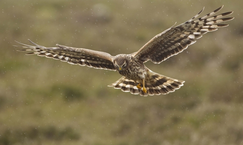 Female hen harrier