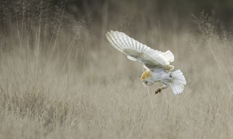 Barn Owl (Tyto alba) swooping onto mouse UK