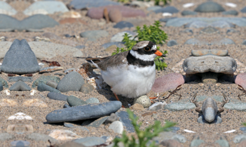 Ringed Plover