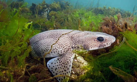 Small-spotted catshark