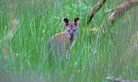 Wallaby