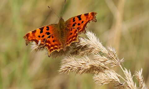 Comma butterfly