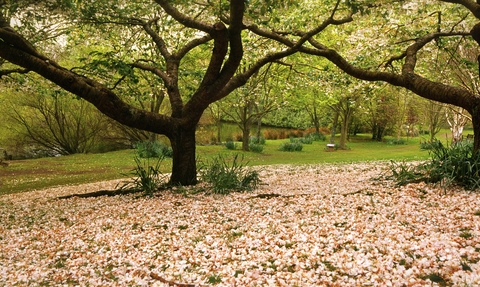 Arboretum St johns